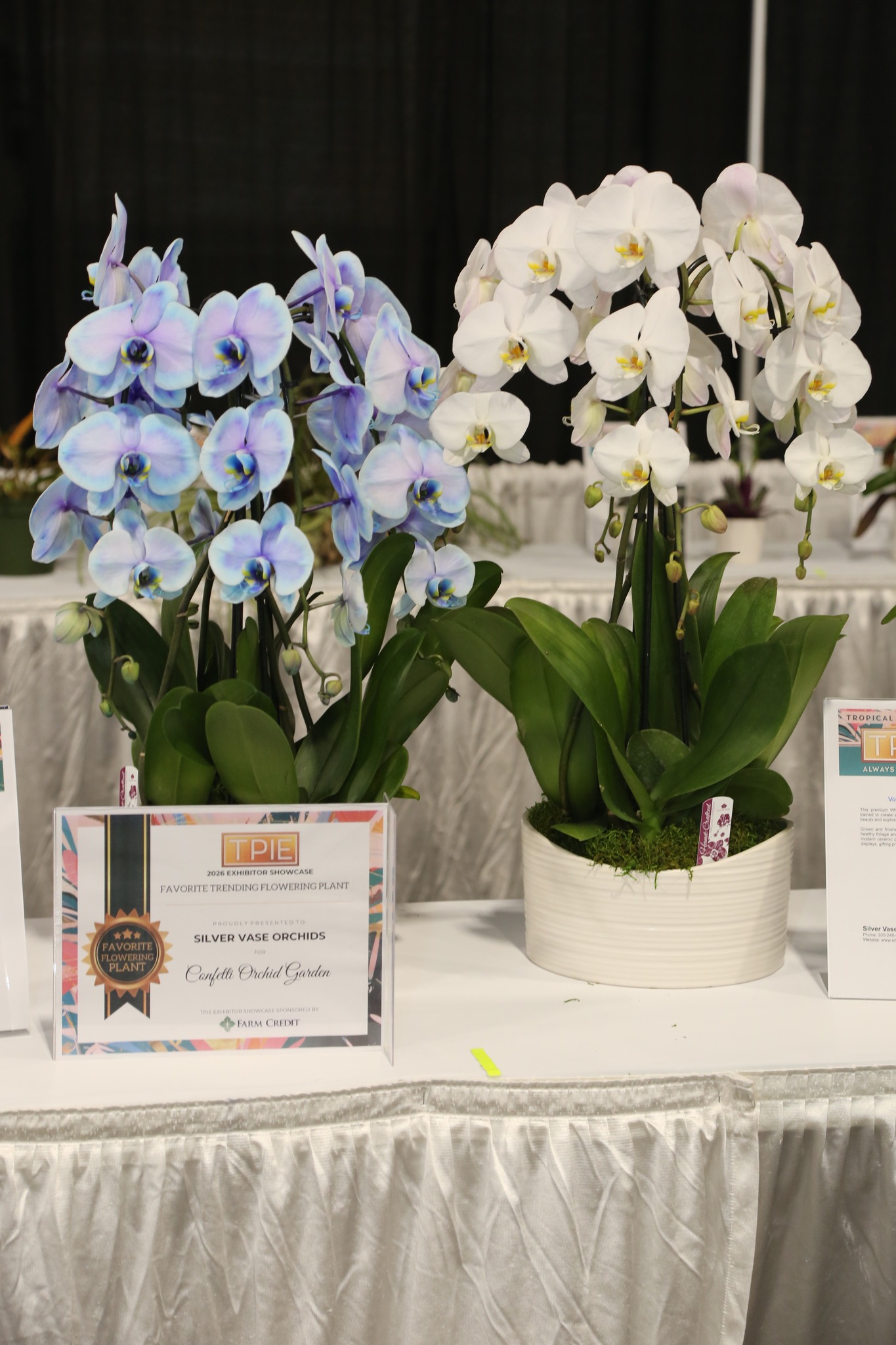 Confetti Orchid Garden